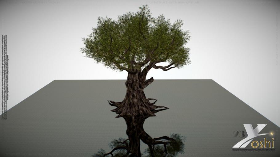 ancient_tree