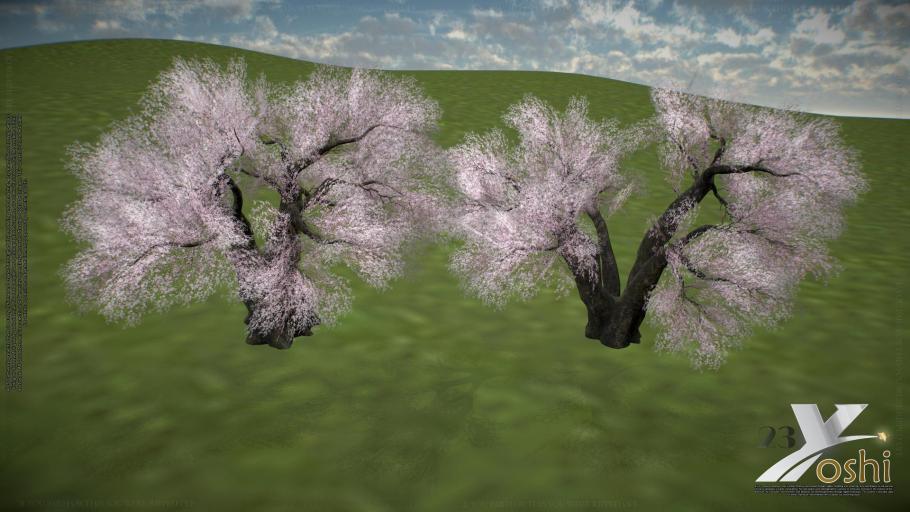 cherry_blossom_tree